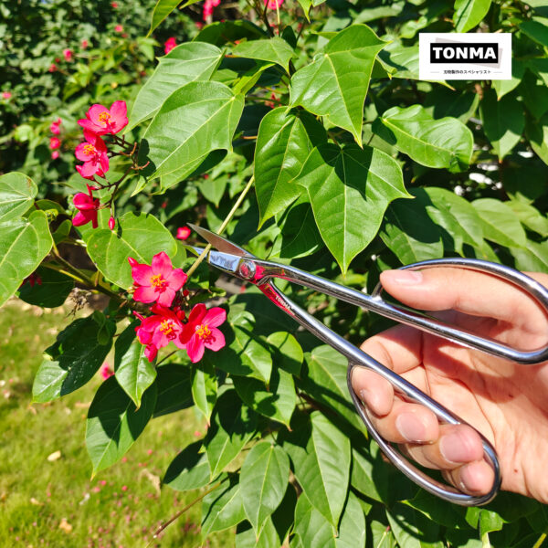 TONMA Bonsai Scissors 8.5" [Made in Japan] Professional Bonsai Tools Japanese Stainless Steel Pruning Scissors for Gardening Trimming Plants, Mirror Polishing Process (TGS-4) - Image 6